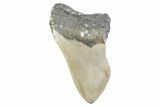 Partial, Fossil Megalodon Tooth - North Carolina #373174-1